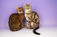 Picture of brown spotted bengal with snow marble