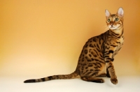 Picture of brown spotted bengal 