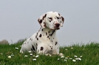 Picture of brown spotted Dalmatian lying down