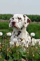 Picture of brown spotted Dalmatian lying in field