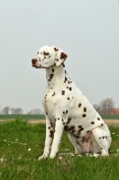 Picture of brown spotted Dalmatian on grass