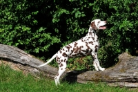 Picture of brown spotted Dalmatian on log