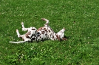 Picture of brown spotted Dalmatian rolling in field