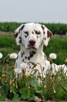 Picture of brown spotted Dalmatian