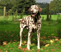 Picture of brown spotted Dalmatian