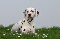Picture of brown spotted dalmatian