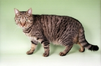Picture of brown spotted European Shorthair