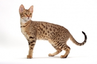 Picture of brown spotted Savannah cat