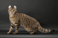Picture of Brown Spotted Tabby American Curl, side view