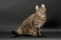 Picture of Brown Spotted Tabby American Curl sitting on dark background