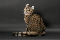 Picture of Brown Spotted Tabby American Curl, back view