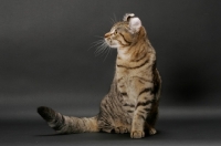 Picture of Brown Spotted Tabby American Curl