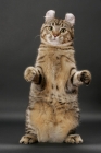 Picture of Brown Spotted Tabby American Curl on hind legs
