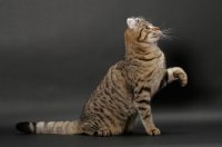 Picture of Brown Spotted Tabby American Curl