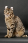Picture of Brown Spotted Tabby American Curl