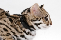 Picture of Brown Spotted Tabby Asian Leopard Cat, 8 months old, profile