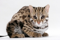 Picture of Brown Spotted Tabby Asian Leopard Cat, 8 months old, crouched down