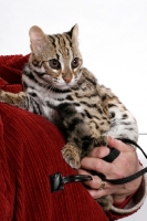 Picture of Brown Spotted Tabby Asian Leopard Cat, 8 months old, held by human