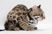 Picture of Brown Spotted Tabby Asian Leopard Cat, 8 months old