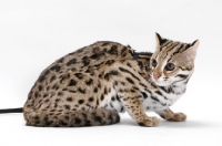 Picture of Brown Spotted Tabby Asian Leopard Cat, 8 months old, crouching