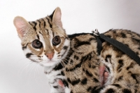 Picture of Brown Spotted Tabby Asian Leopard Cat, 8 months old