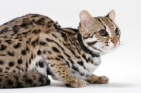 Picture of Brown Spotted Tabby Asian Leopard Cat, 8 months old