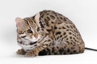 Picture of Brown Spotted Tabby Asian Leopard Cat, 8 months old