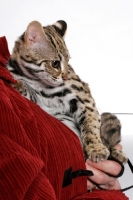 Picture of Brown Spotted Tabby Asian Leopard Cat, 8 months old, beingheld by owner