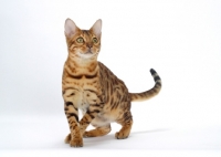 Picture of Brown Spotted Tabby Bengal concentrating