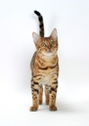 Picture of Brown Spotted Tabby Bengal front view