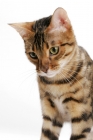 Picture of Brown Spotted Tabby Bengal on white background, looking down