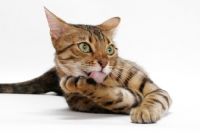 Picture of Brown Spotted Tabby Bengal on white background, licking
