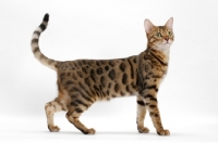 Picture of Brown Spotted Tabby Bengal on white background, side view