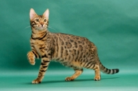 Picture of Brown Spotted Tabby Bengal on green background, one leg up