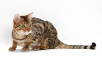 Picture of Brown Spotted Tabby Bengal on white background, crouching