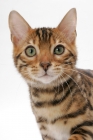 Picture of Brown Spotted Tabby Bengal on white background