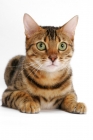 Picture of Brown Spotted Tabby Bengal on white background, concentrating