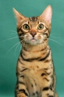 Picture of Brown Spotted Tabby Bengal on green background