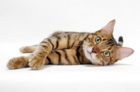 Picture of Brown Spotted Tabby Bengal on white background, lying down