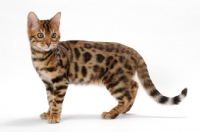 Picture of Brown Spotted Tabby Bengal on white background, standing