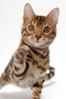 Picture of Brown Spotted Tabby Bengal on white background, one leg up