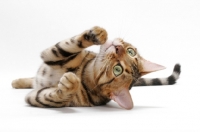 Picture of Brown Spotted Tabby Bengal on white background, playful