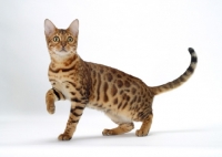 Picture of Brown Spotted Tabby Bengal one leg up