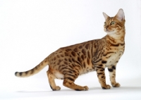Picture of Brown Spotted Tabby Bengal side view