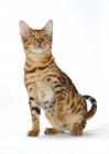 Picture of Brown Spotted Tabby Bengal sitting on white background