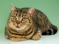 Picture of brown spotted tabby, british shorthair cat