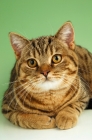 Picture of brown spotted tabby, british shorthair cat portrait