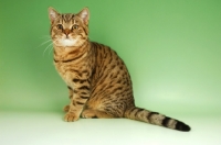 Picture of brown spotted tabby, british shorthair cat