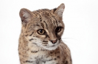 Picture of Brown Spotted Tabby Geoffroy's Cat, portrait