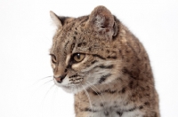 Picture of Brown Spotted Tabby Geoffroy's Cat, head study